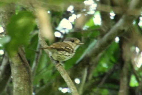 iNaturalist image