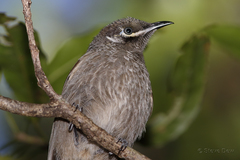 Bolemoreus hindwoodi