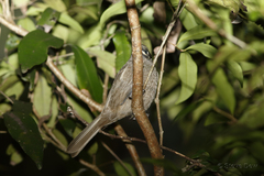 Bolemoreus hindwoodi