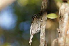 Bolemoreus hindwoodi