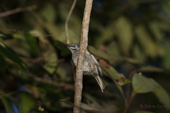 Bolemoreus hindwoodi