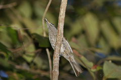 Bolemoreus hindwoodi