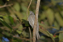 Bolemoreus hindwoodi