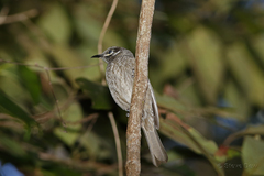 Bolemoreus hindwoodi