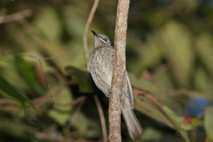 Bolemoreus hindwoodi