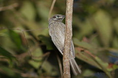 Bolemoreus hindwoodi