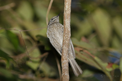Bolemoreus hindwoodi