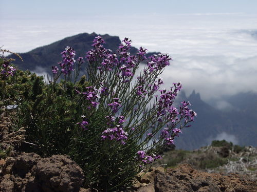 Erysimum scoparium