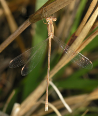 Lestes concinnus