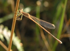 Lestes concinnus