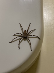 Neosparassus patellatus