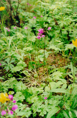 Primula matthioli altaica