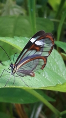 Ithomia agnosia zikani