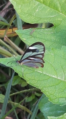 Ithomia agnosia zikani