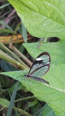 Ithomia agnosia zikani