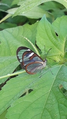 Ithomia agnosia zikani