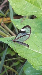 Ithomia agnosia zikani