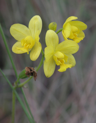 Spathoglottis affinis