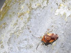 Elasmostethus nubilus