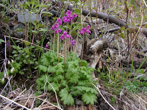 Subsection Cortusa · iNaturalist