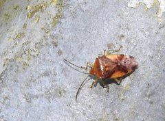 Elasmostethus nubilus