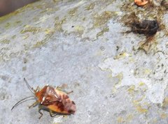 Elasmostethus nubilus