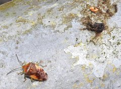 Elasmostethus nubilus