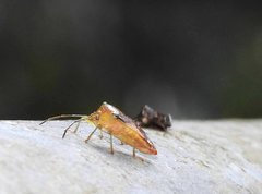 Elasmostethus nubilus