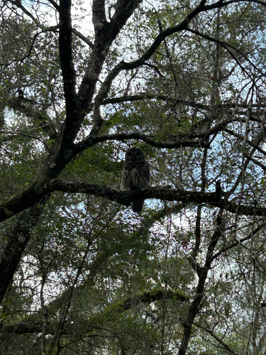 View observation of {o.common_name} on iNaturalist