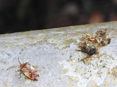 Elasmostethus nubilus