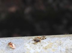 Elasmostethus nubilus