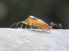 Elasmostethus nubilus