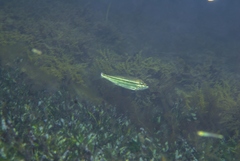 Helotes octolineatus