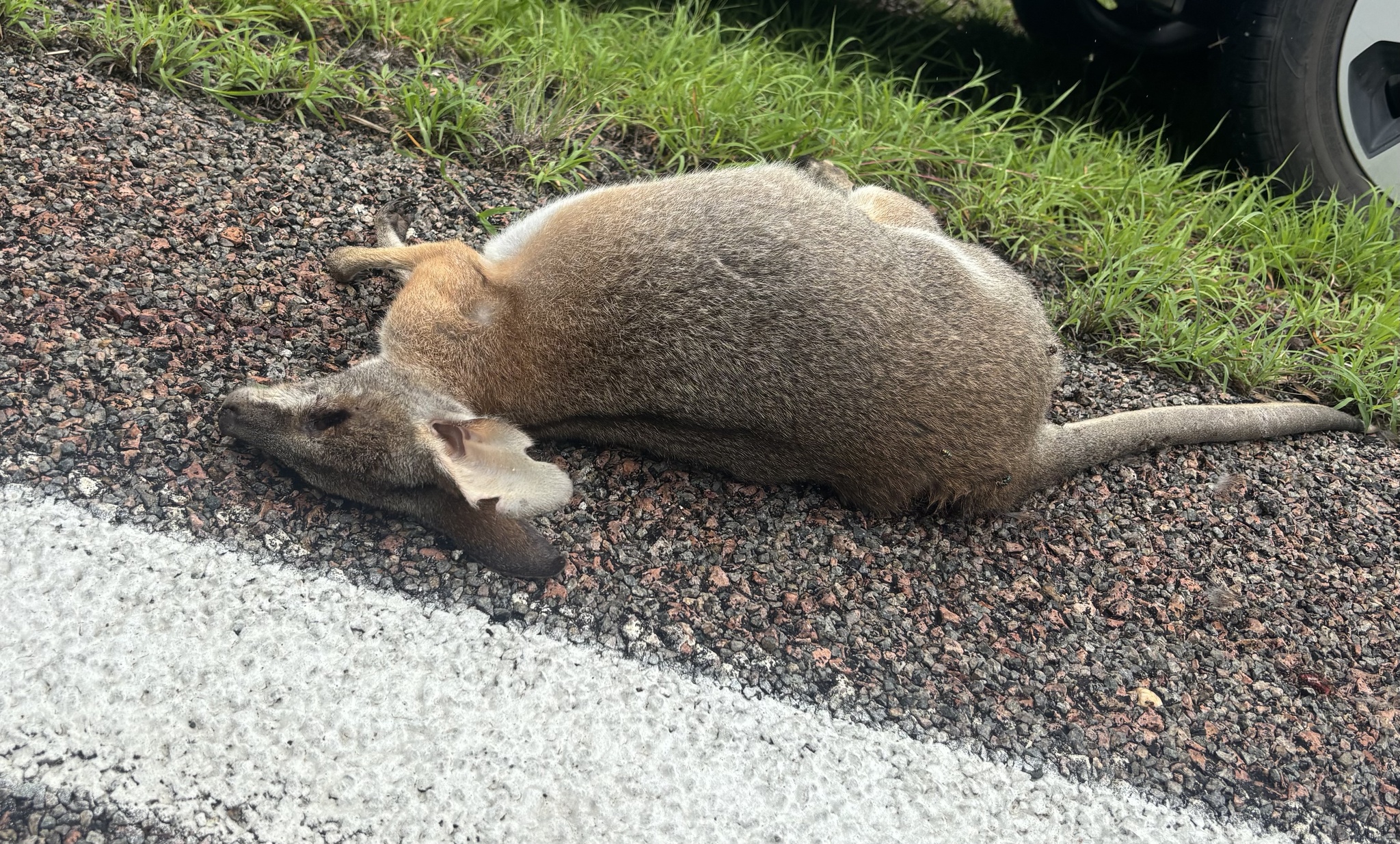 Macropus (Notamacropus) dorsalis