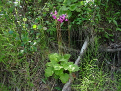 Primula matthioli altaica