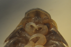 Cymothoida