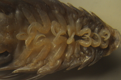 Cymothoida