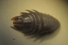 Cymothoida