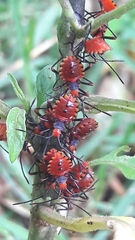 Spartocerini
