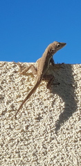 Anolis gingivinus