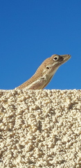 Anolis gingivinus