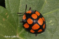 Botanochara decempustulata