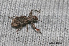 Pandeleteius platensis