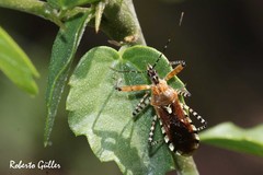 Cosmoclopius nigroannulatus