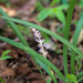 Ophiopogoneae - Photo (c) mabbittsharptooth, algunos derechos reservados (CC BY-NC), uploaded by mabbittsharptooth