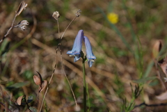 Corydalis arctica