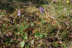 Corydalis arctica