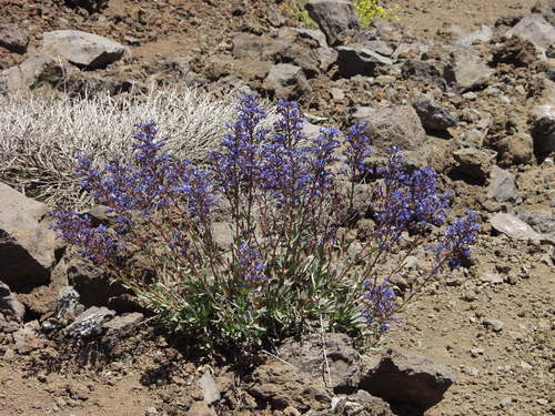 Image of Echium thyrsiflorum by no rights reserved