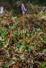 Corydalis arctica