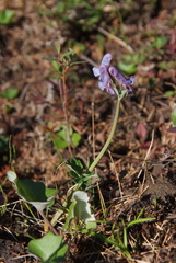 Corydalis arctica